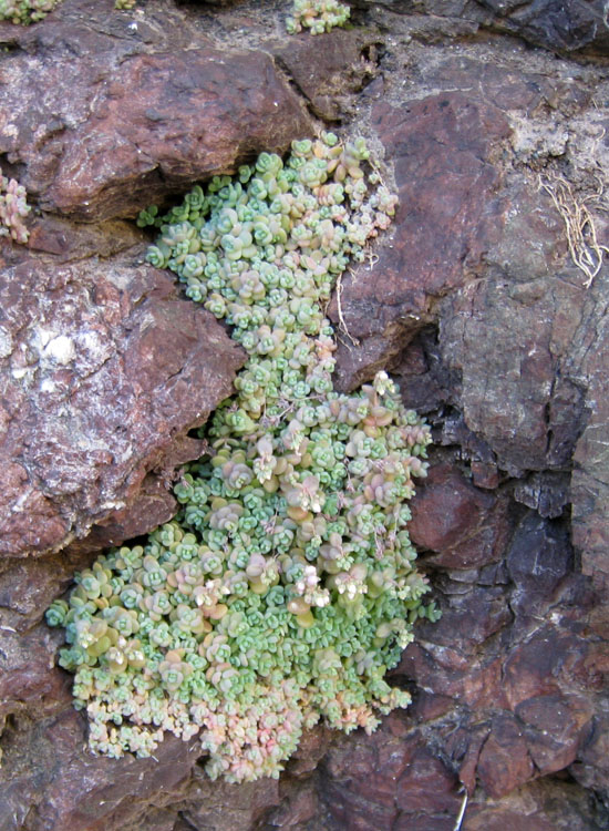 Euphorbia dendroides, Senecio cineraria e Sedum dasyphyllum